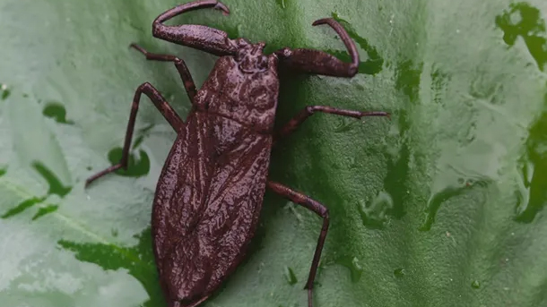 Aparición masiva de «bichitos» en Nochebuena. ¿Qué son y cómo combatirlos si reaparecen?