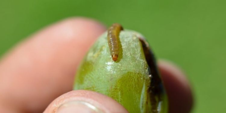 Plagas en cultivos. Recomendaciones de SE.NA.S.A. para mejorar el manejo integrado