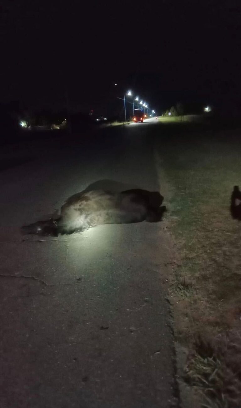 Accidente en el Acceso Raffo Benegas. Caballo suelto y accidente. La historia sin fin