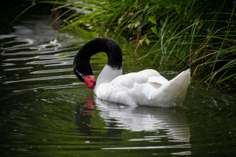 SE.NA.S.A. confirmó un brote de influenza aviar en aves silvestres de la laguna de Navarro