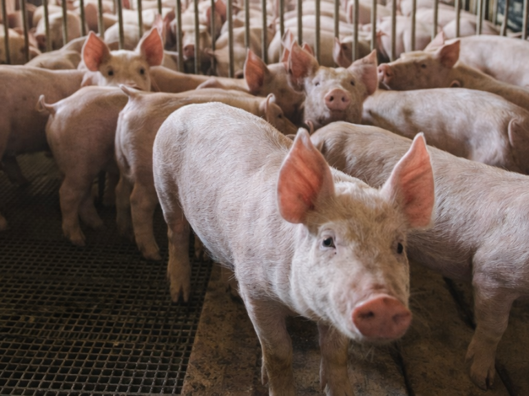 Exportaciones porcinas. Crecieron un 161% desde nuestro país en el primer cuatrimestre