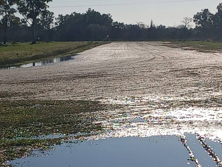Trote. Suspenden la prueba programada para mañana en el Hipódromo de Navarro