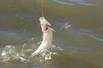 El martes próximo comienza la veda para la pesca del pejerrey en provincia de Buenos Aires