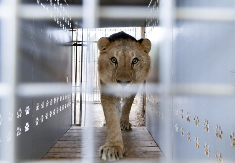 Los 30 grandes felinos del Zoo de Luján ya llegaron a sus nuevos santuarios de EE.UU. y Sudáfrica